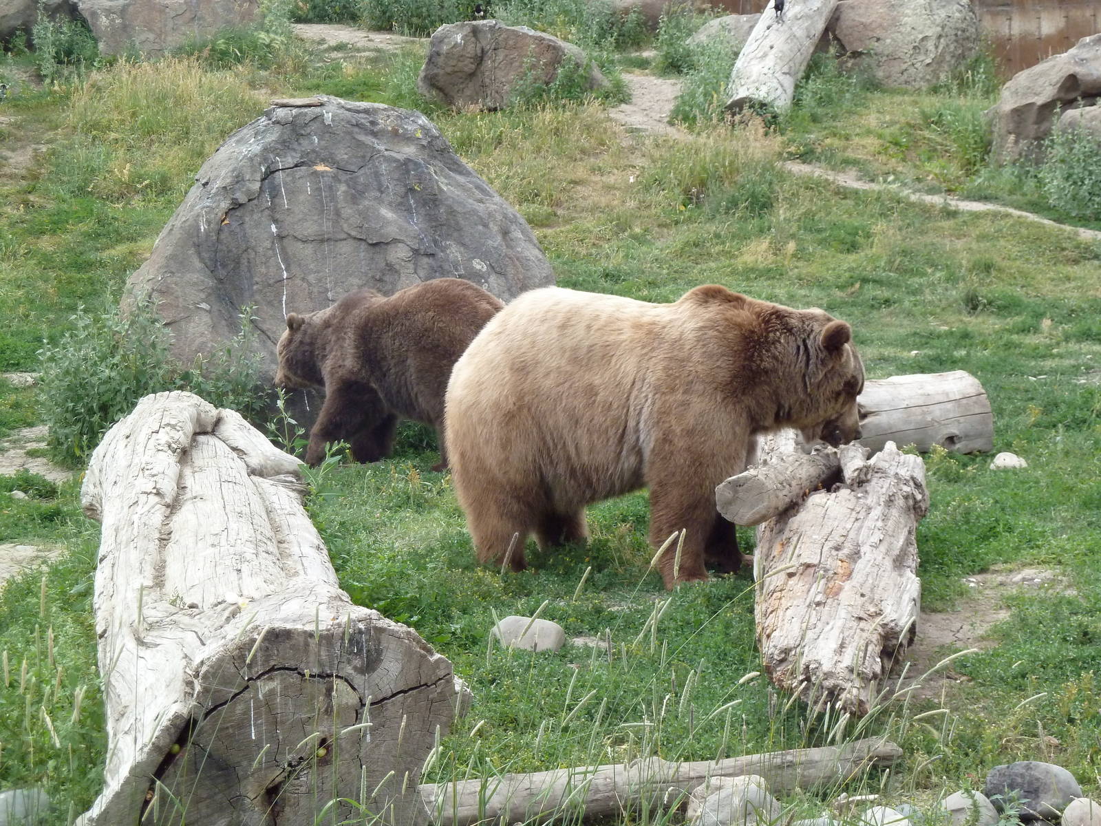 Grizzly Bears