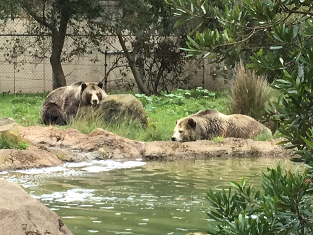 Grizzly bears