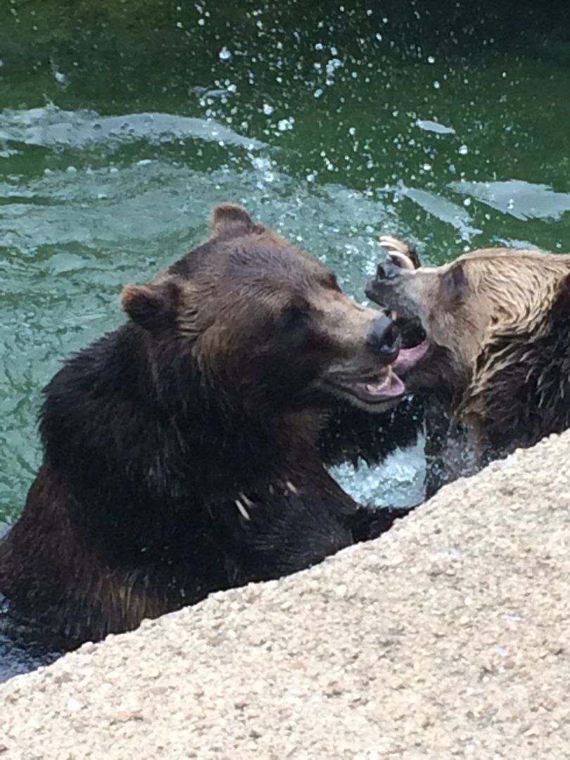 Grizzly Bears