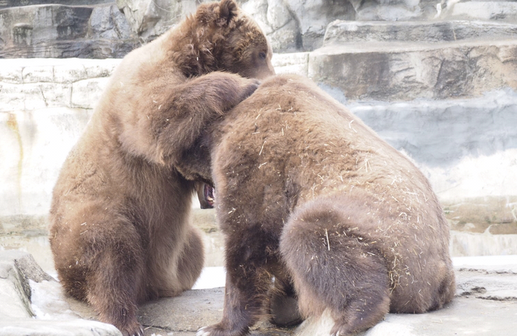 Grizzly Bears