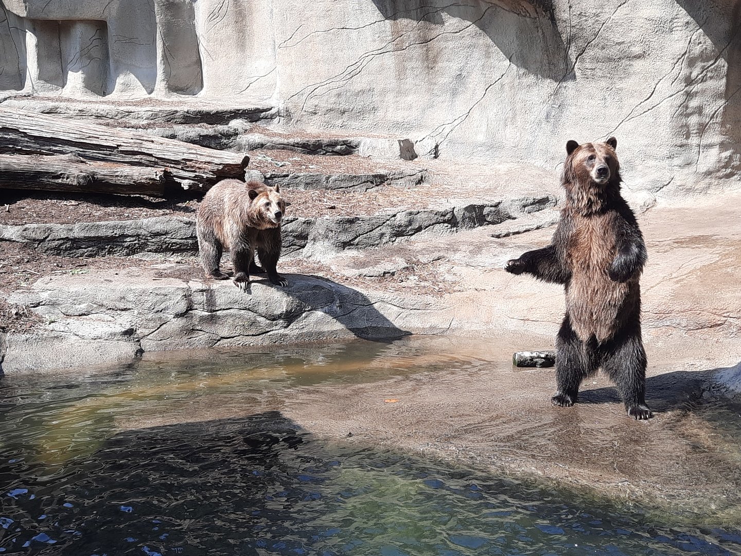 Grizzly Bears
