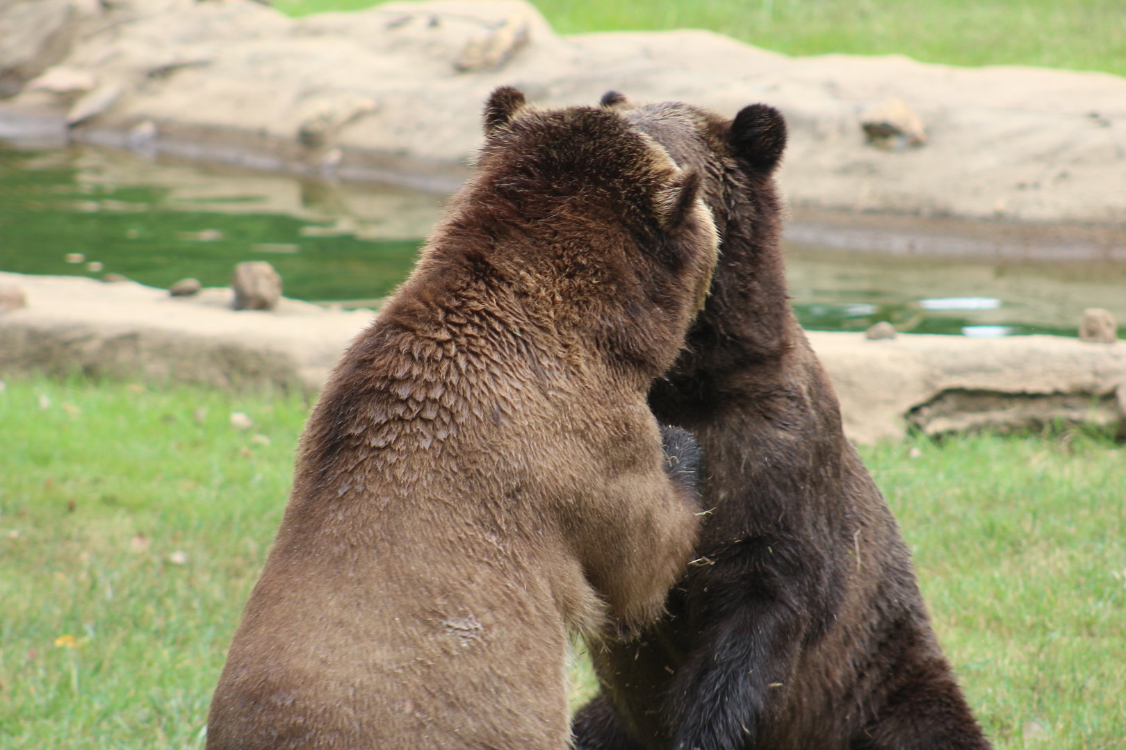 Grizzly bears