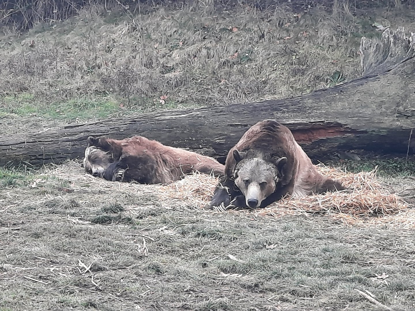 Grizzly Bears