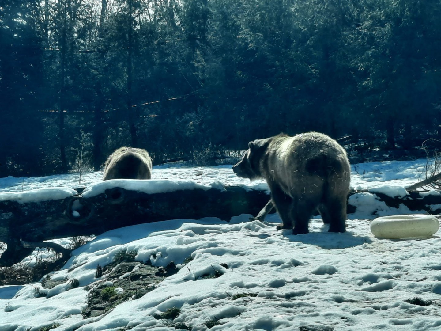Grizzly Bears