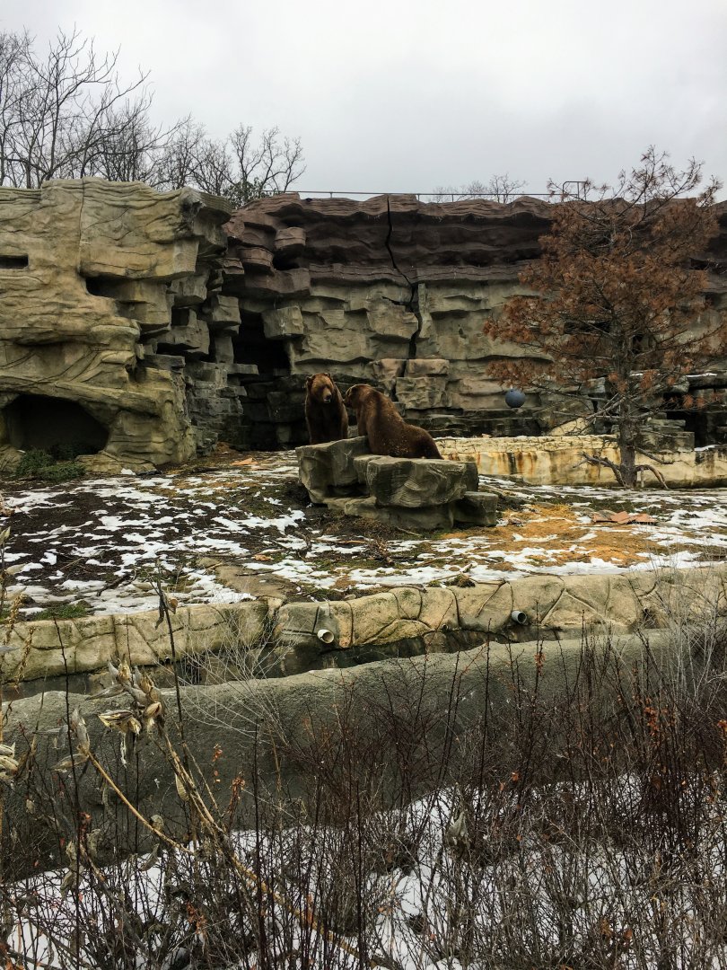 Grizzly Brothers Fighting Over Rock