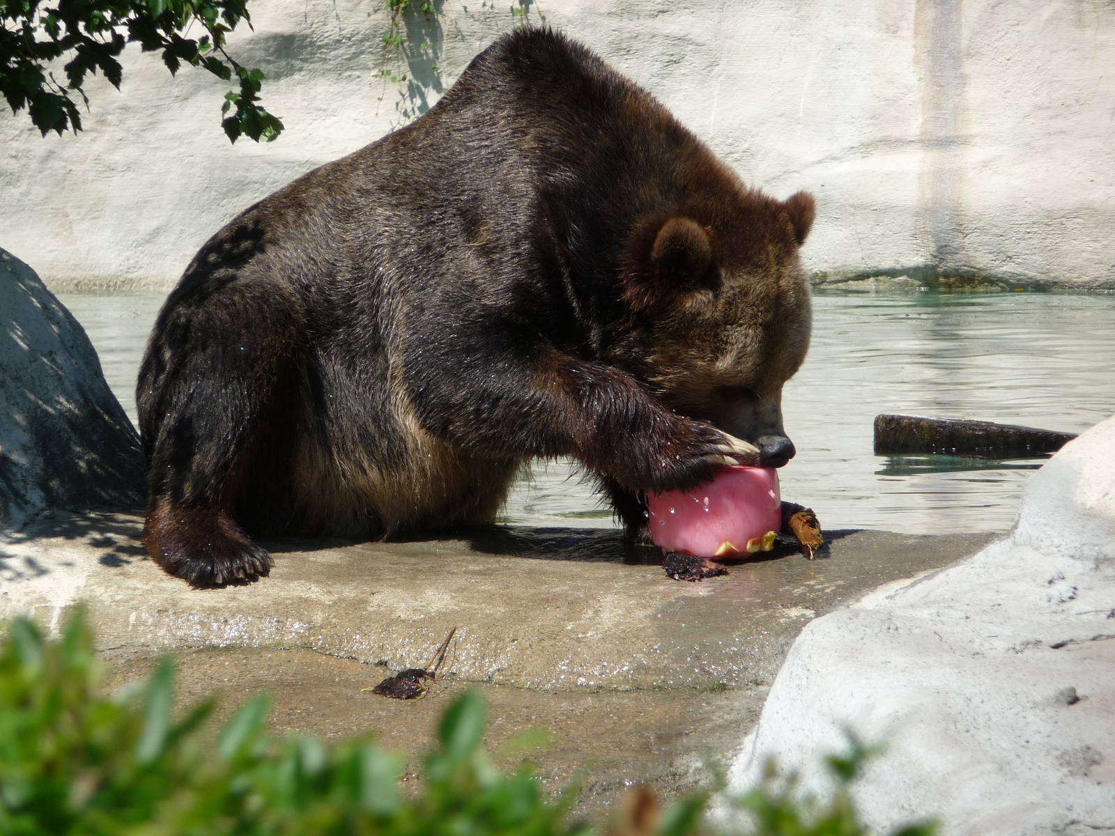 Grizzly - Detroit Zoo