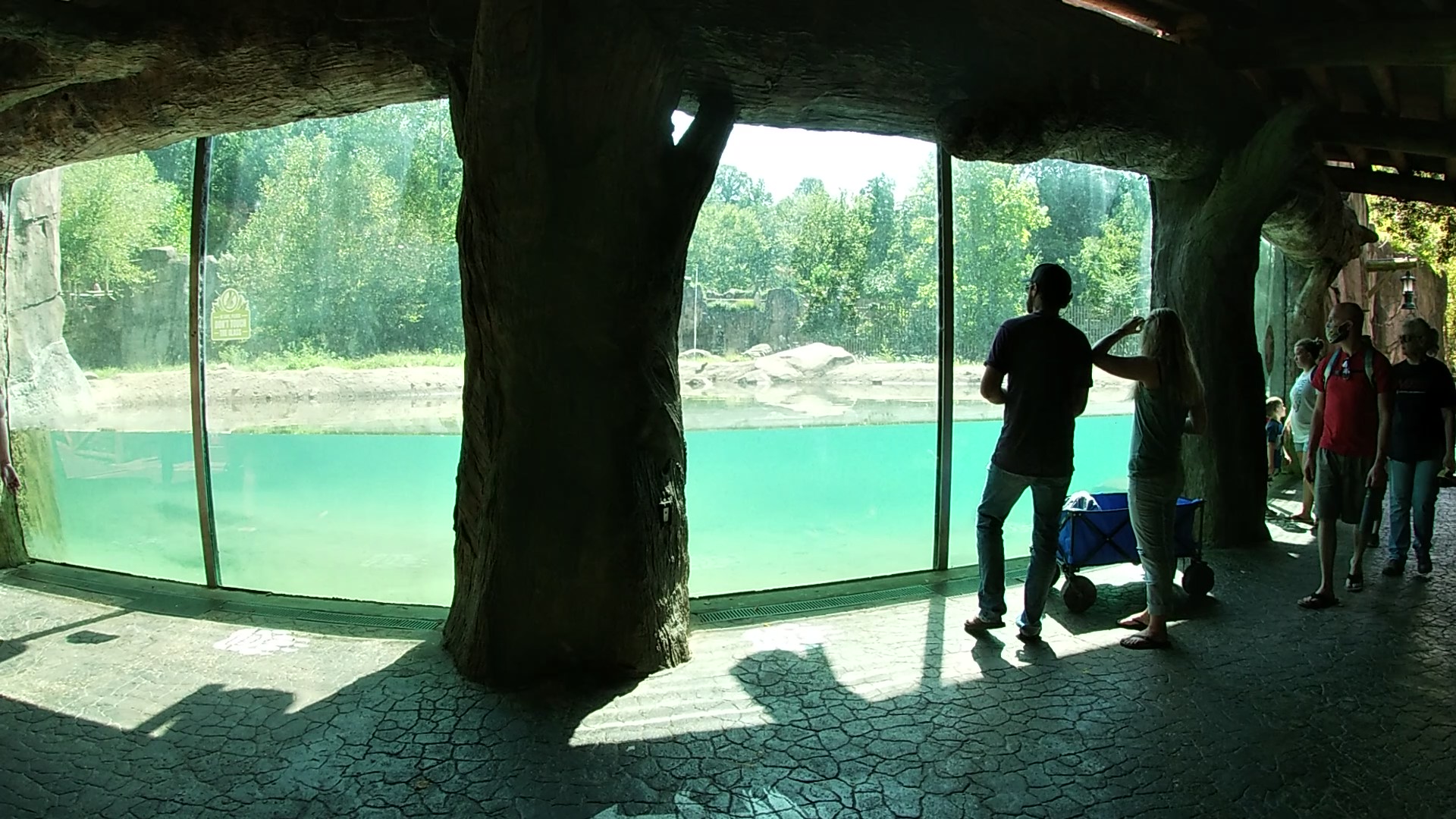 Grizzly Exhibit, Teton Trek, Aug. 2020