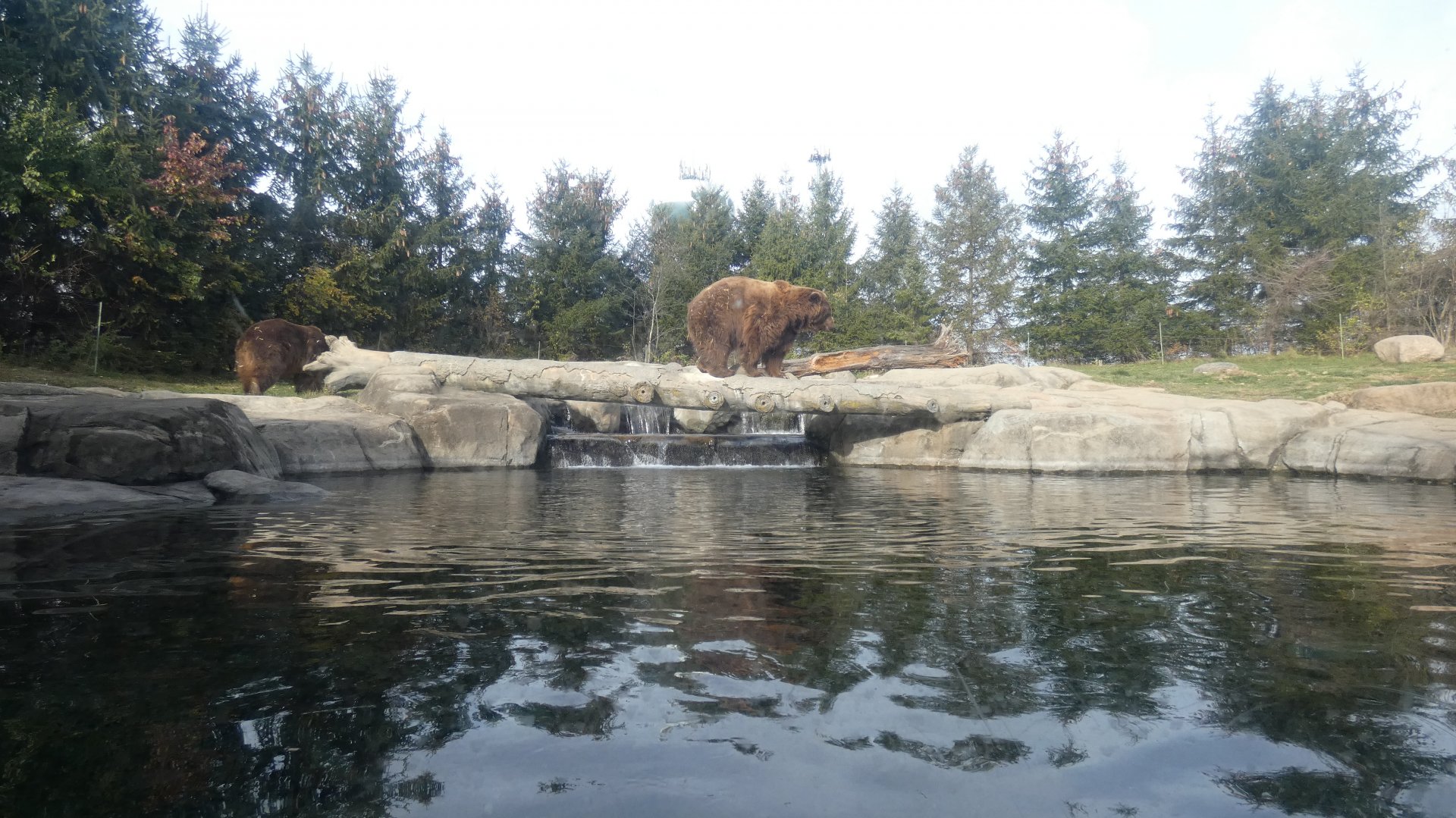 Grizzly Exhibit Underwater Viewing Area, Polar Frontier - Nov. 2021