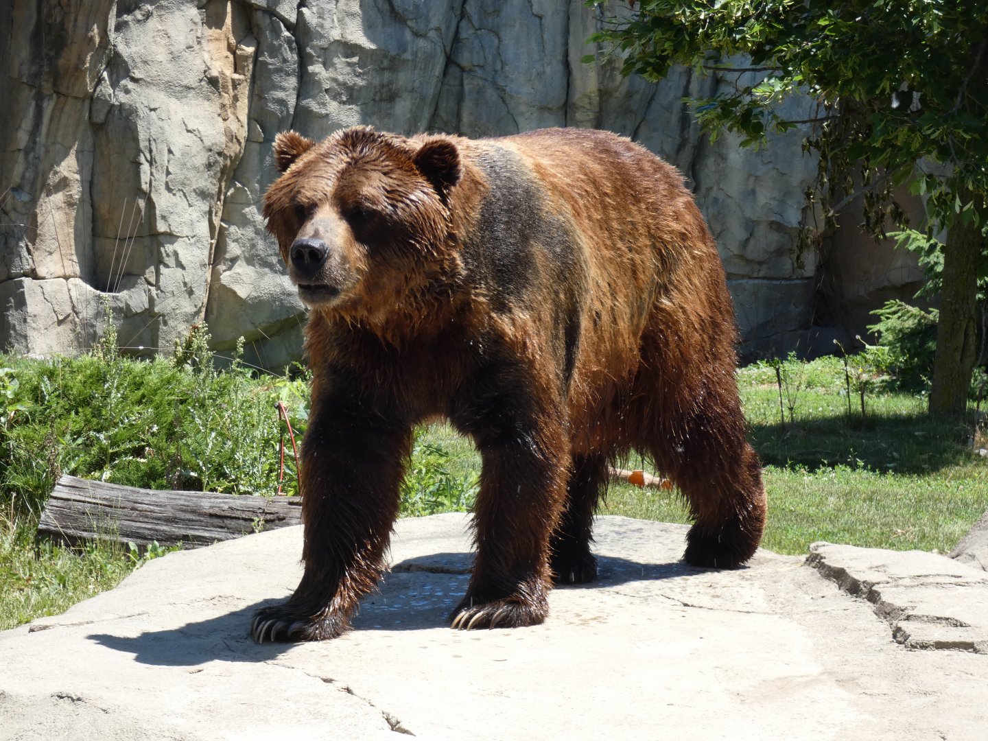 Grizzly, Great Bear Wilderness - Jun. 2021