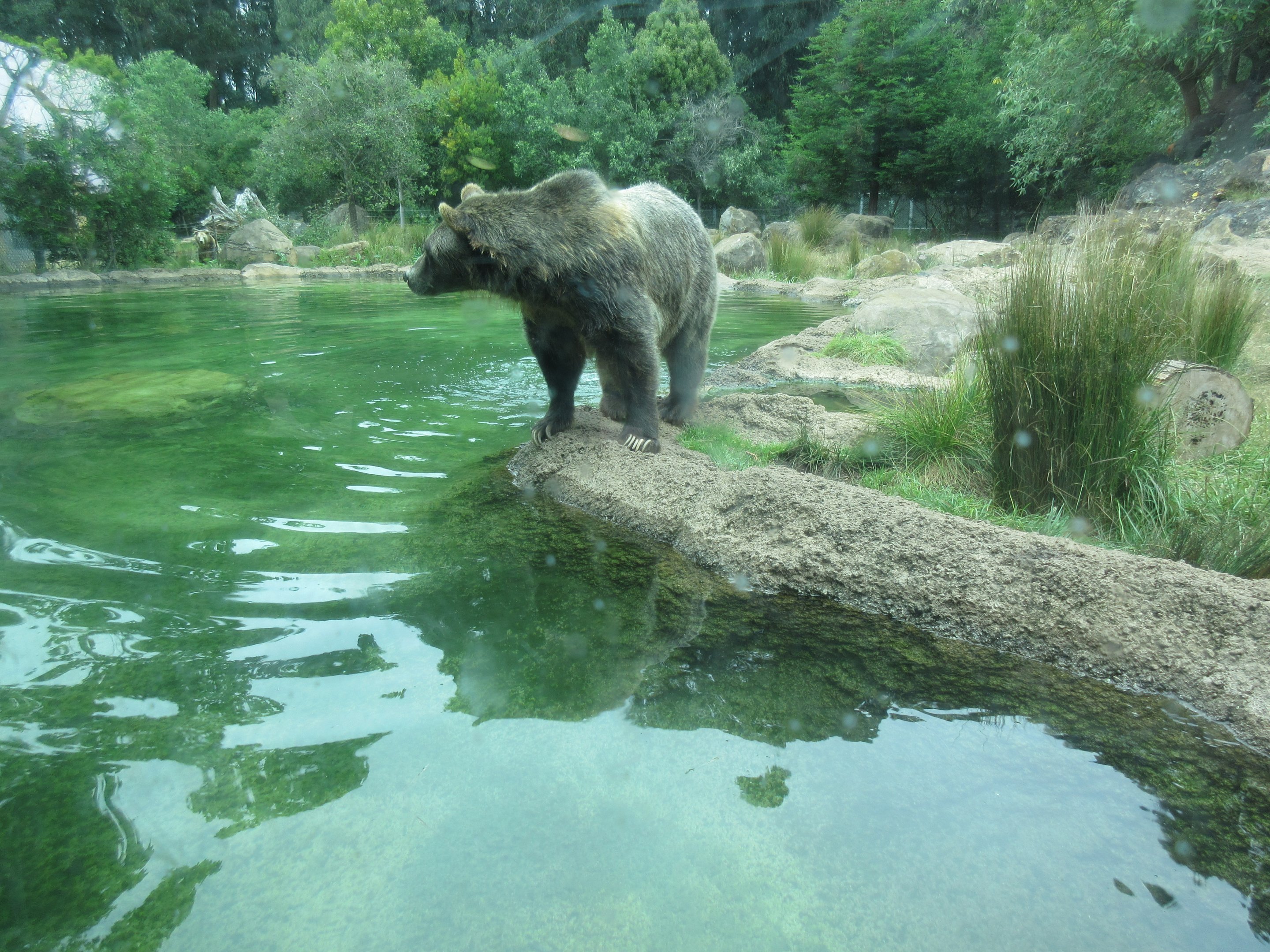 Grizzly Gulch - photo taken at underwater viewing window
