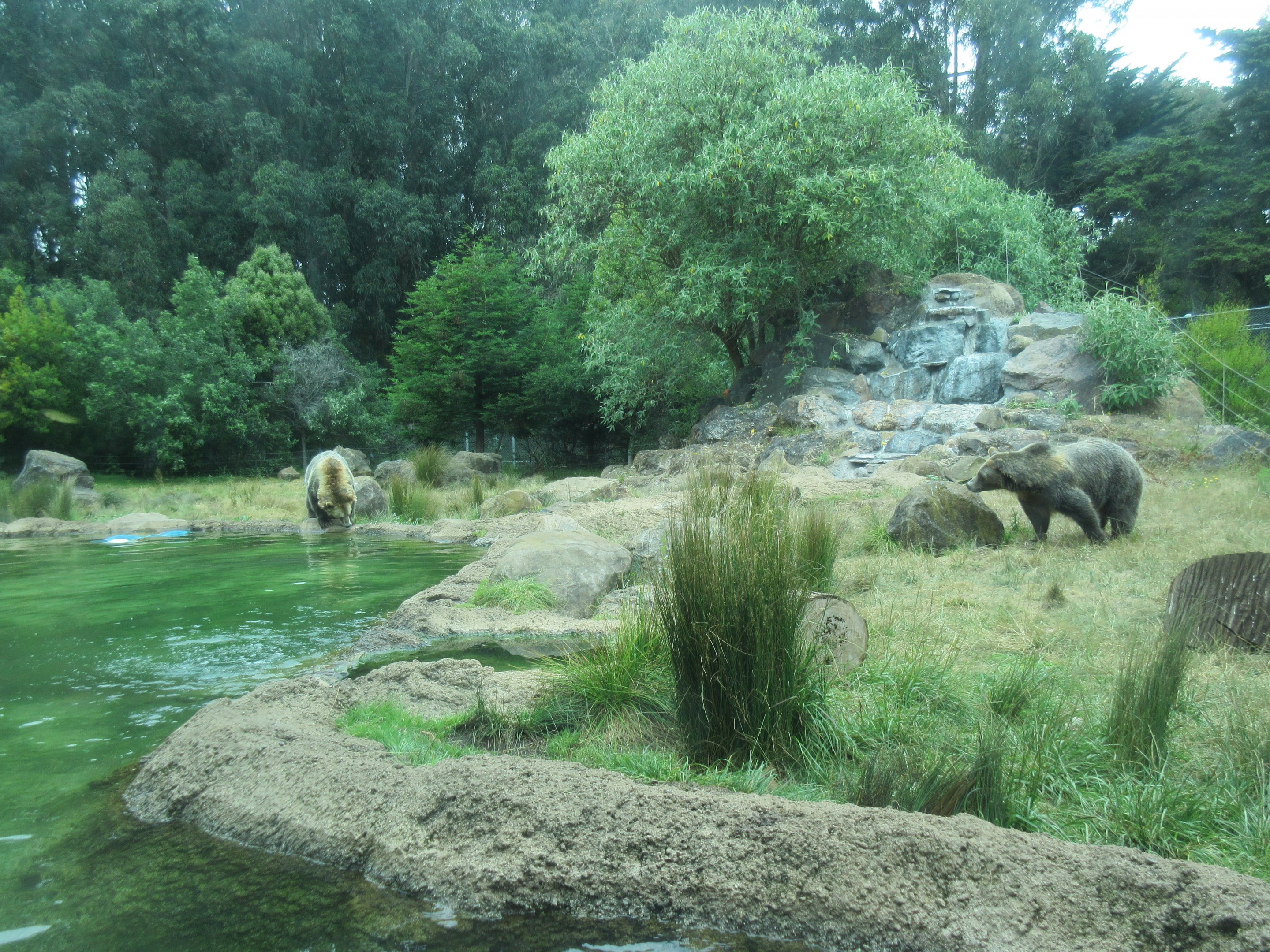 Grizzly Gulch - photo taken at underwater viewing window