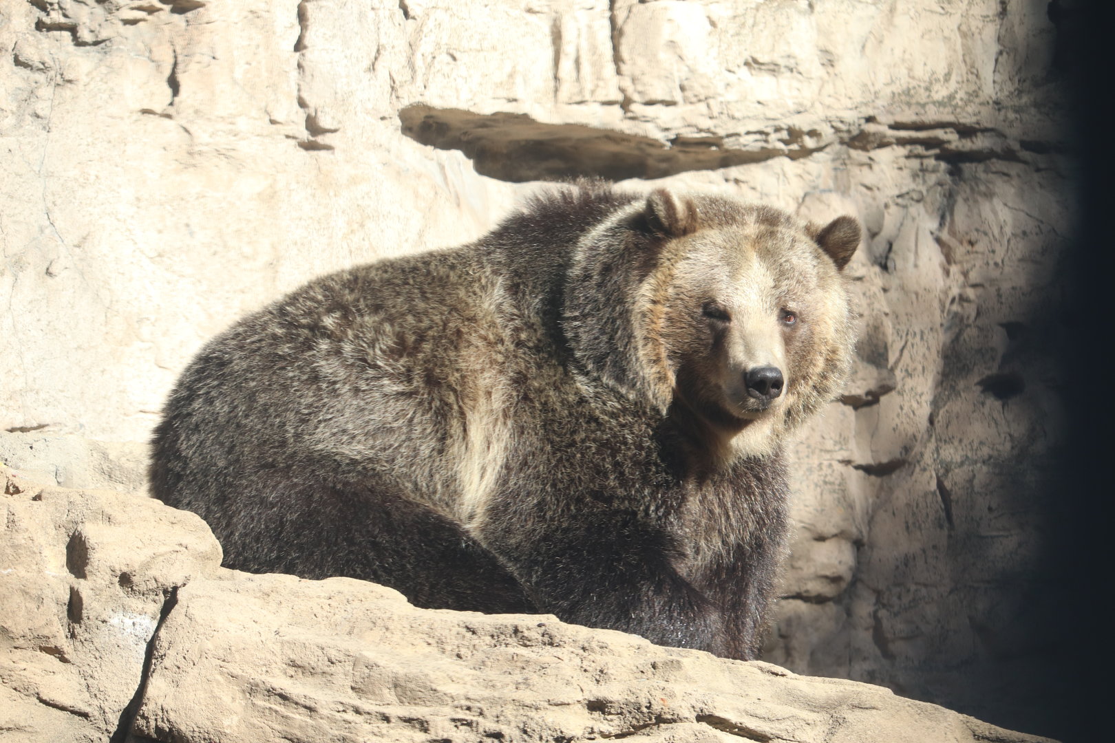 Grizzly Ridge - Grizzly Bear