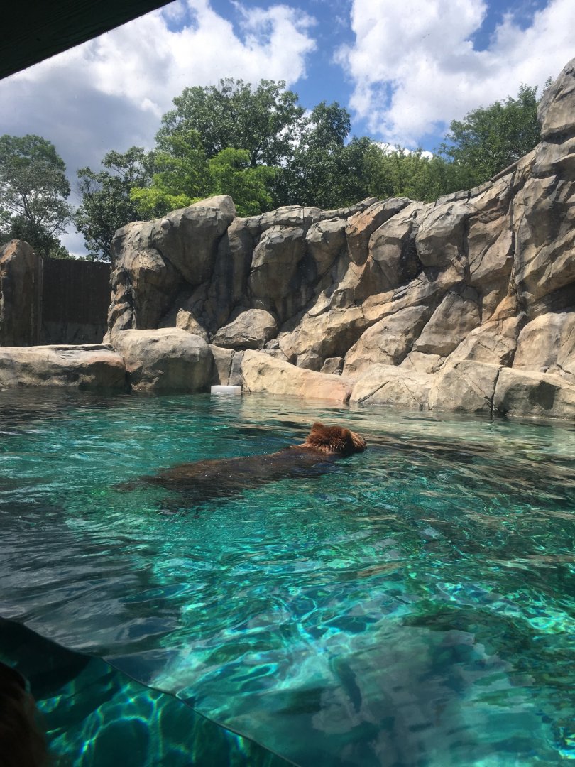 Grizzly Swim | Brookfield Zoo