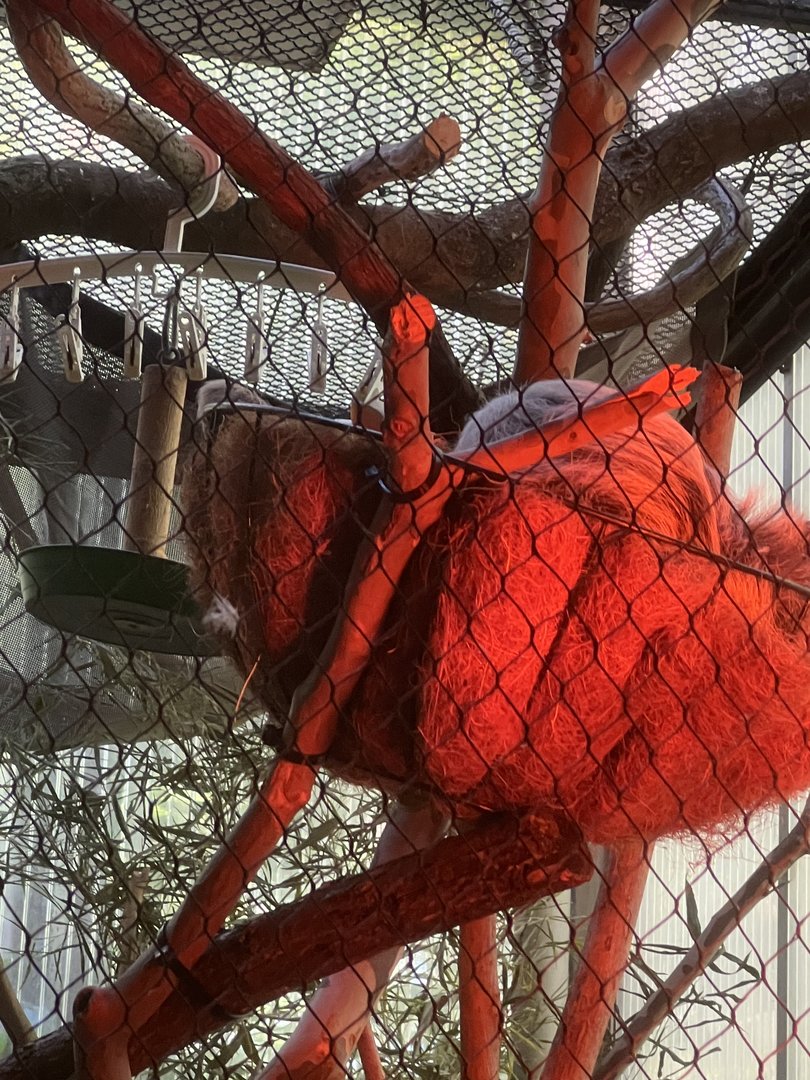 Grogu the Two-toed Sloth