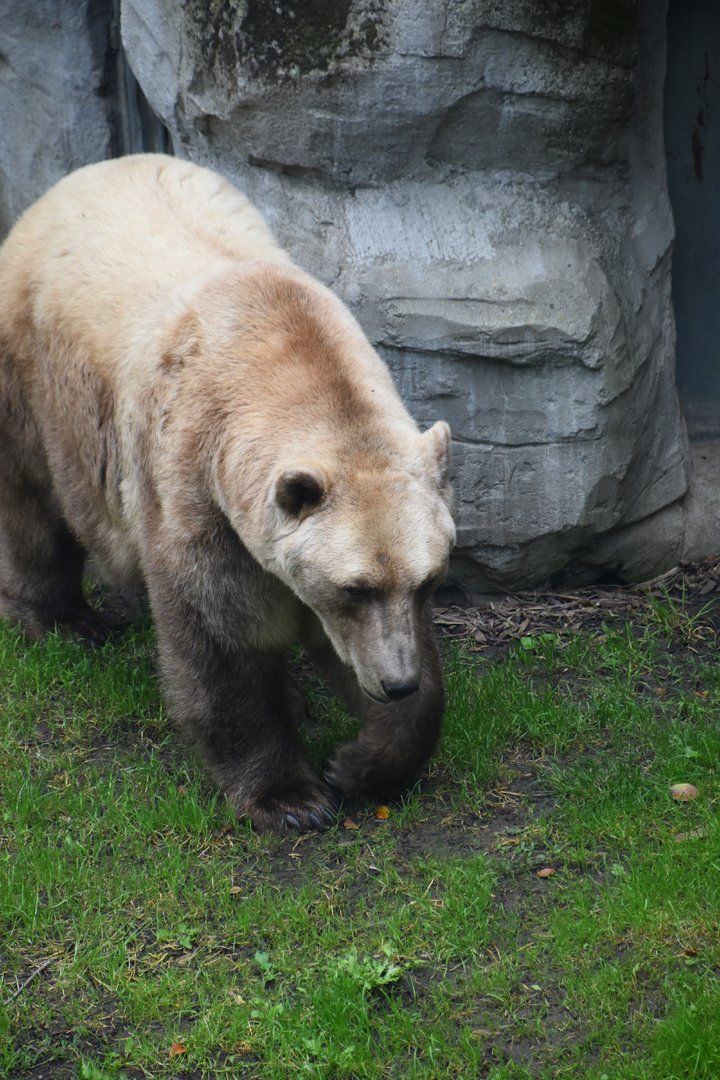 Grolar bear (or maybe a Pizzly?)