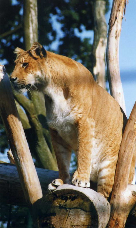 Grömitz 1998 - Liger