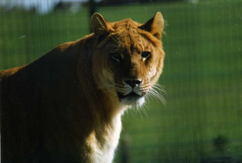 Grömitz 1998 - Liger