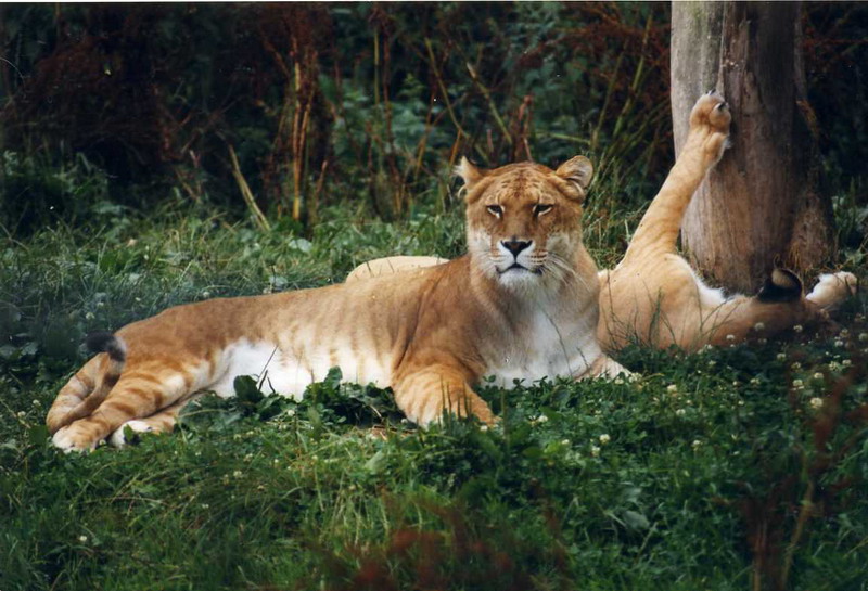 Grömitz 1999 - Ligers