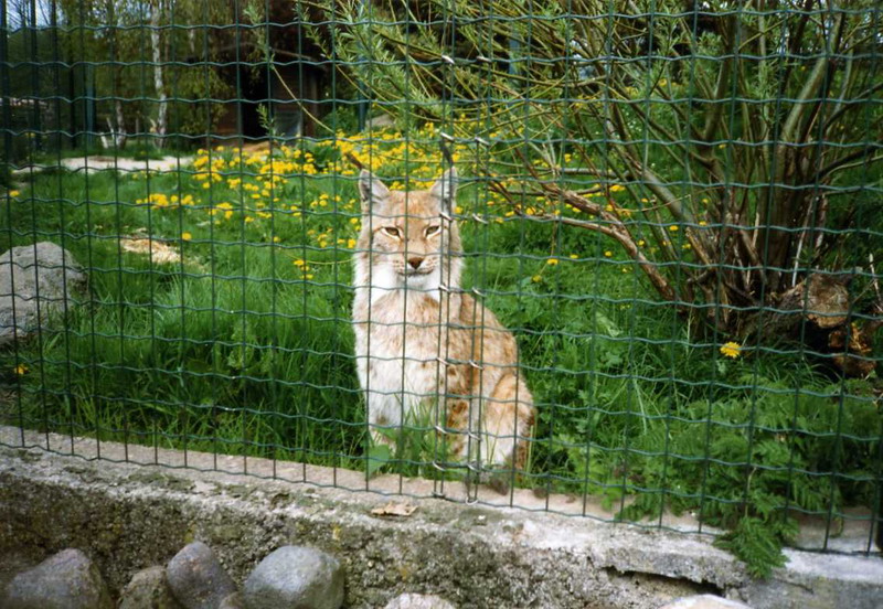 Grömitz 1999 - Lynx