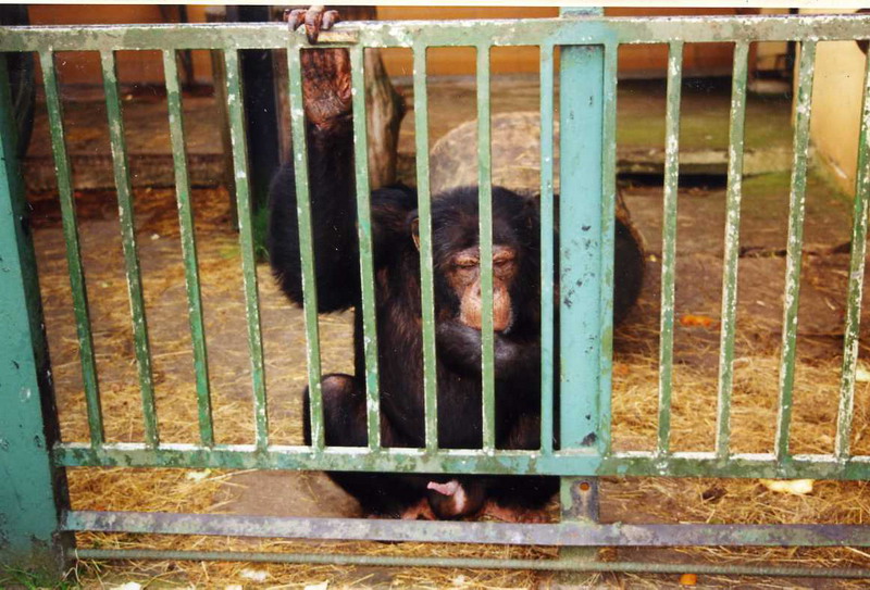 Grömitz 2000 - Chimpanzee