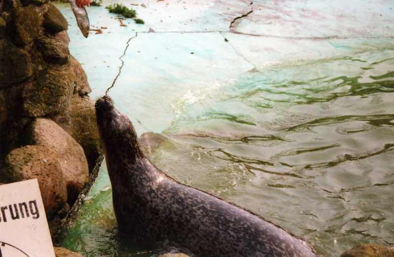 Grömitz 2000 - Harbor seal