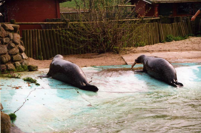 Grömitz 2000 - Harbor seal