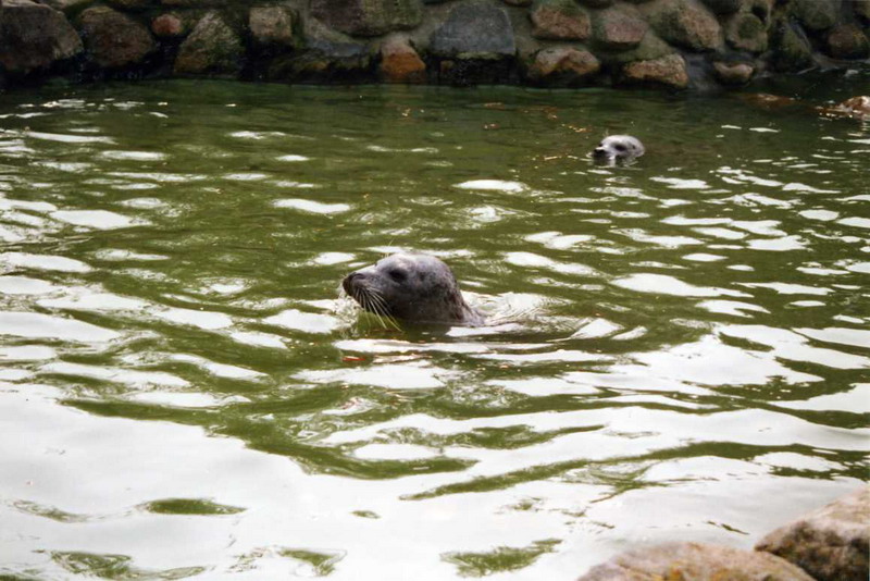 Grömitz 2000 - Harbor seal