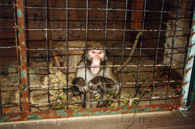 Grömitz 2000 - Japanese Macaque