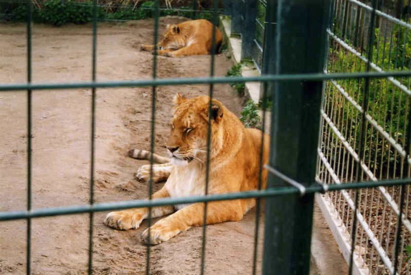 Grömitz 2000 - Ligers