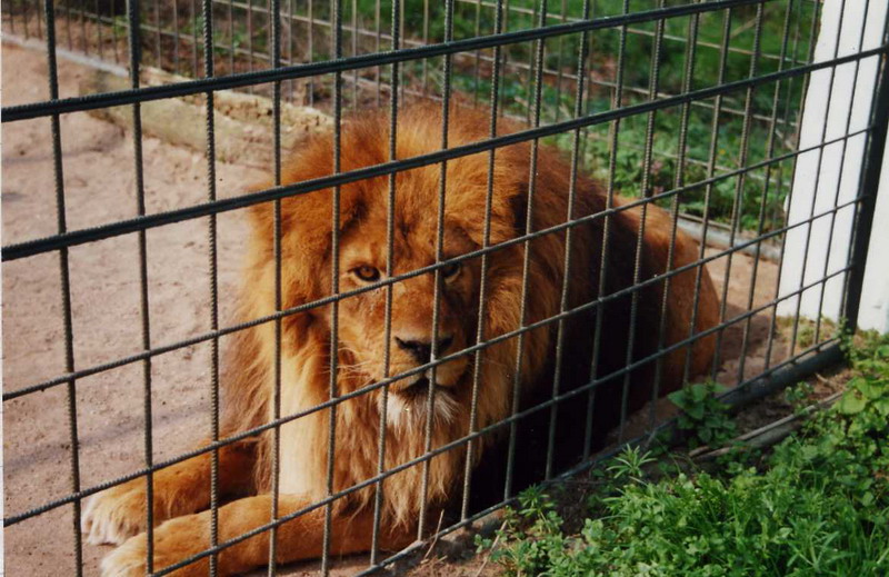 Grömitz 2000 - Lion