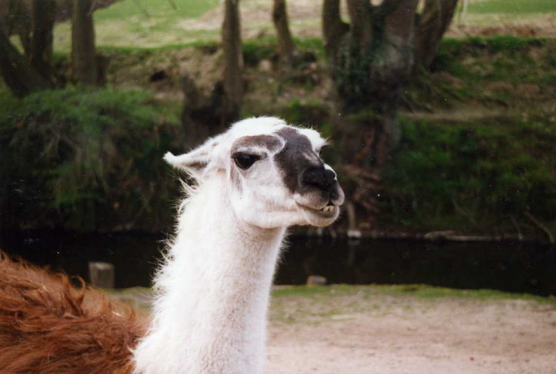 Grömitz 2000 - Llama