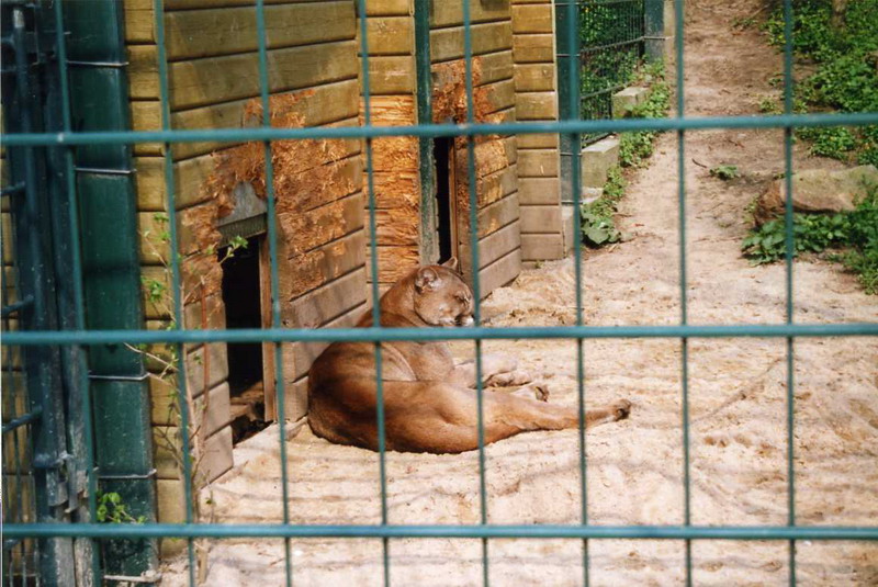 Grömitz 2000 - Puma