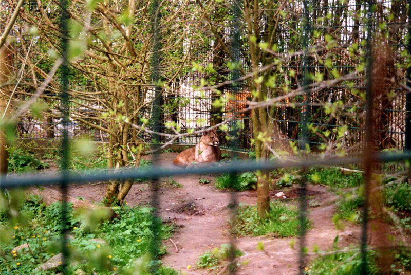 Grömitz 2000 - Puma