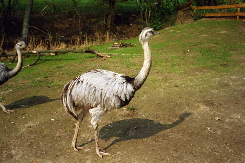 Grömitz 2000 - Rhea