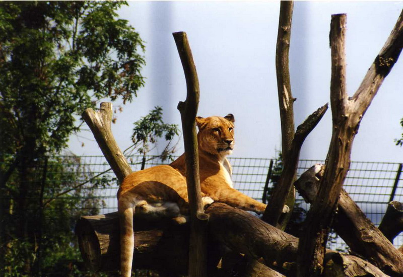 Grömitz 2001 - Liger