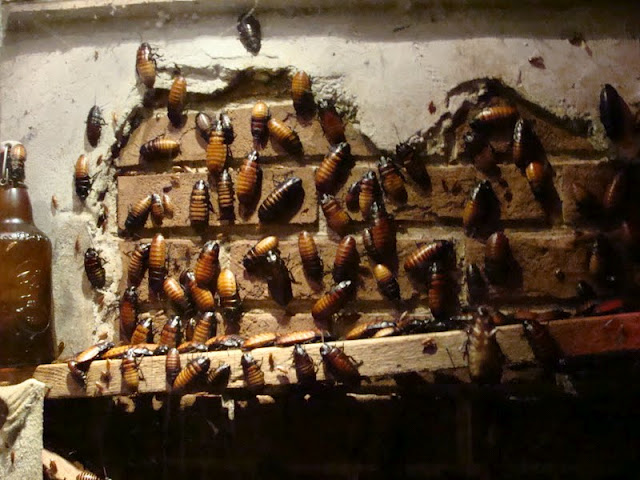 Gromphadorhina portentosa