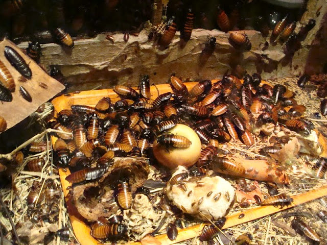 Gromphadorhina portentosa