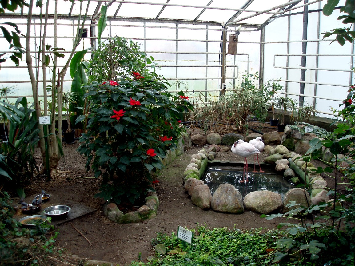 Gron Verden - Flamingoes