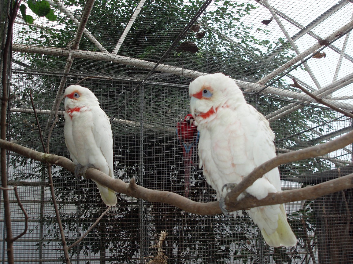 Gron Verden - Parrots