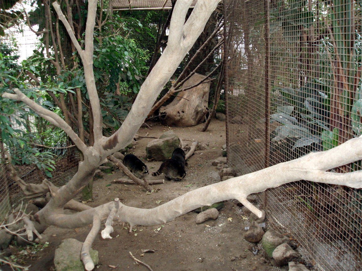 Gron Verden - Racoon exhibit