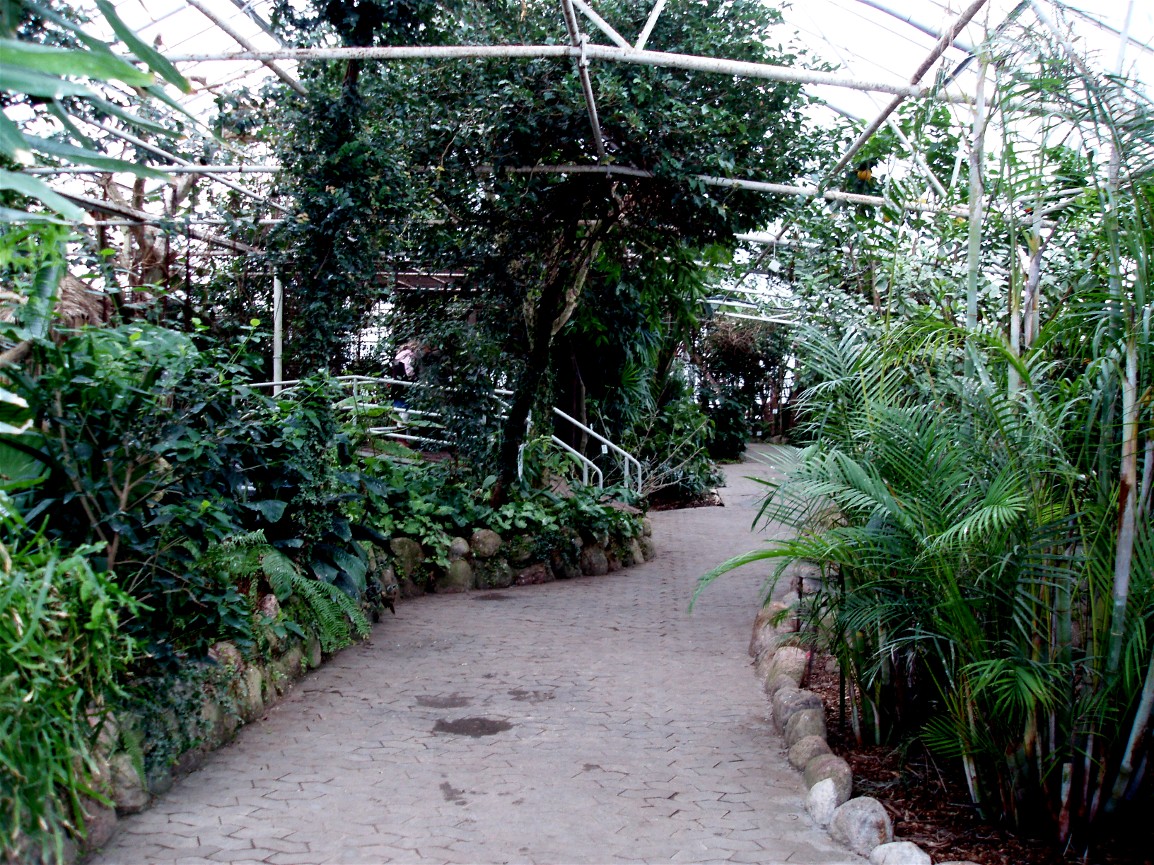 Gron Verden -Rainforest