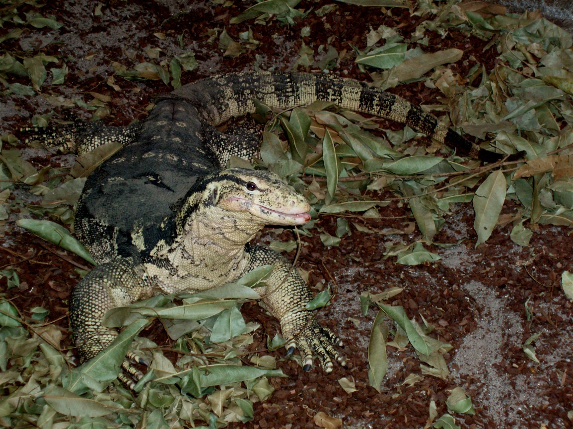 Gron Verden - Water monitor