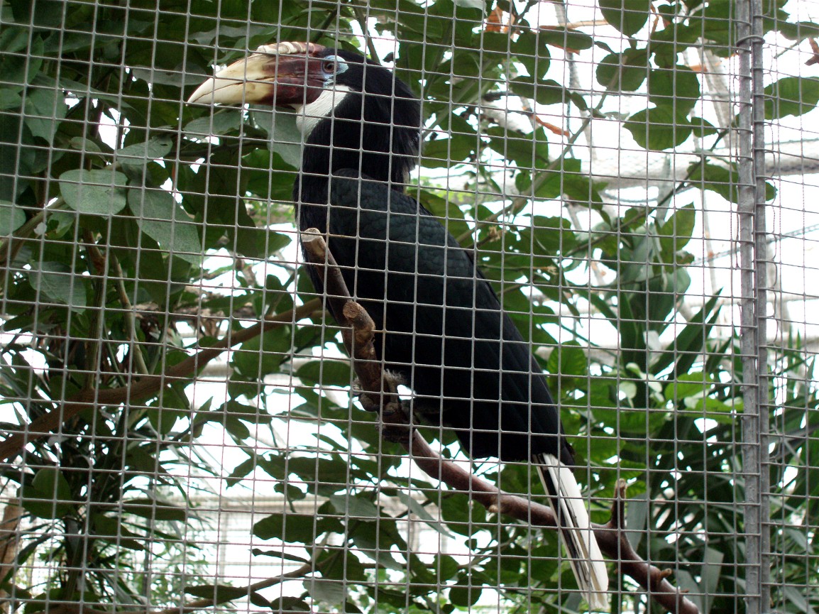 Gron Verden - Wreathed hornbill