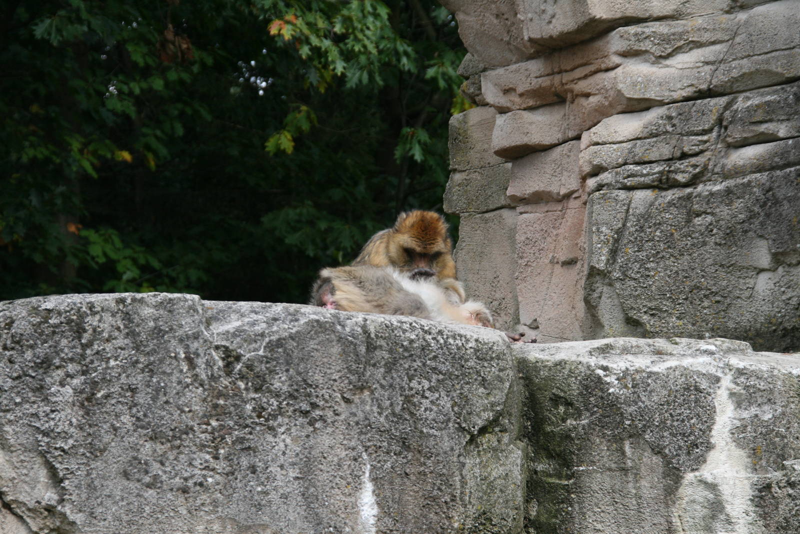grooming Barbary macaque
