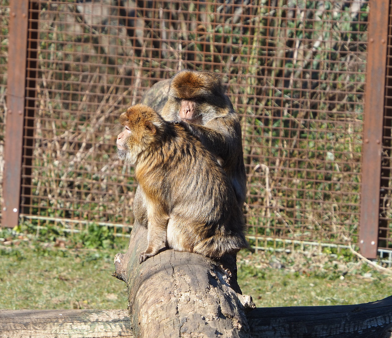 Grooming Barbary macaques (Macaca sylvanus), 2022-03-08