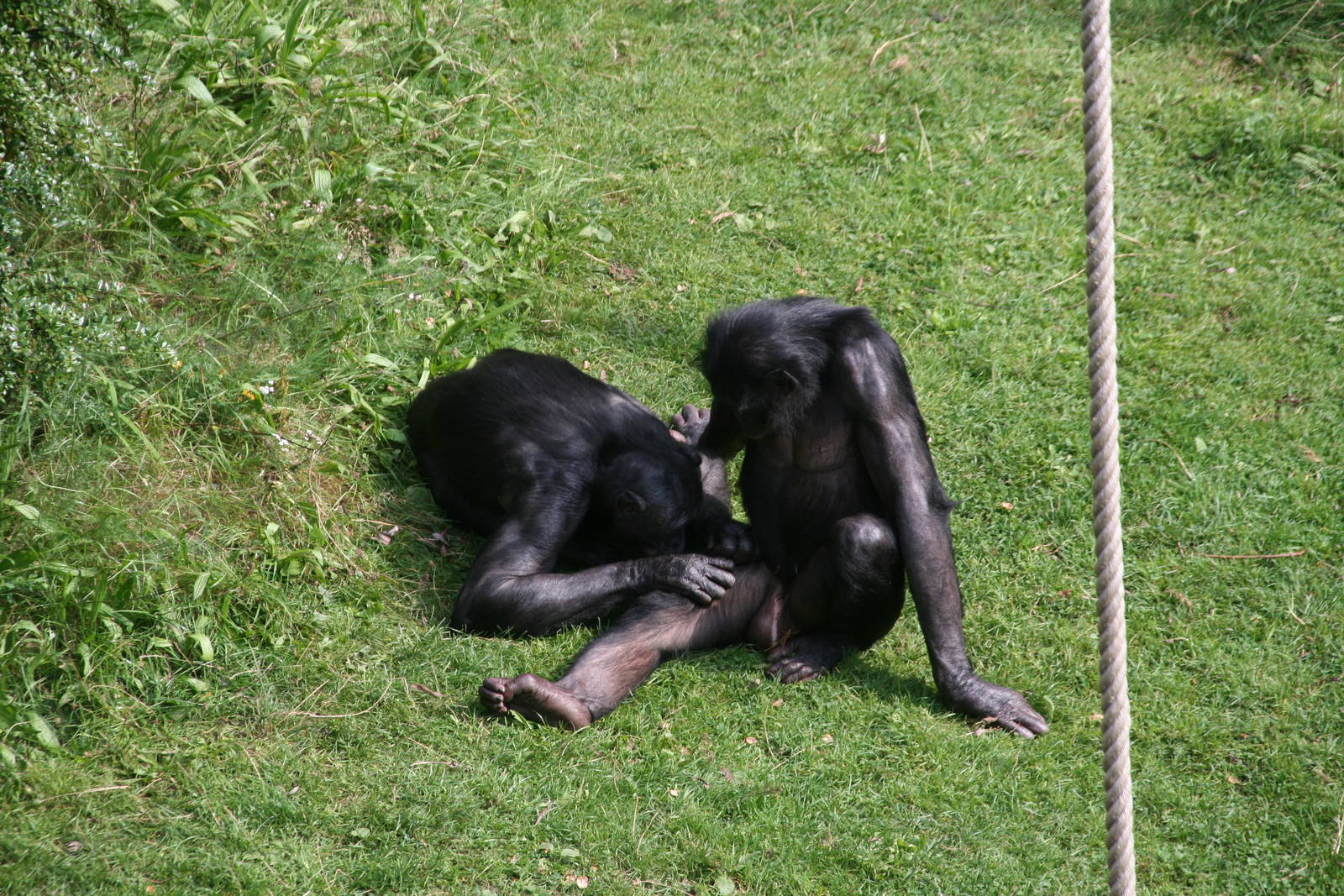 grooming bonobo's
