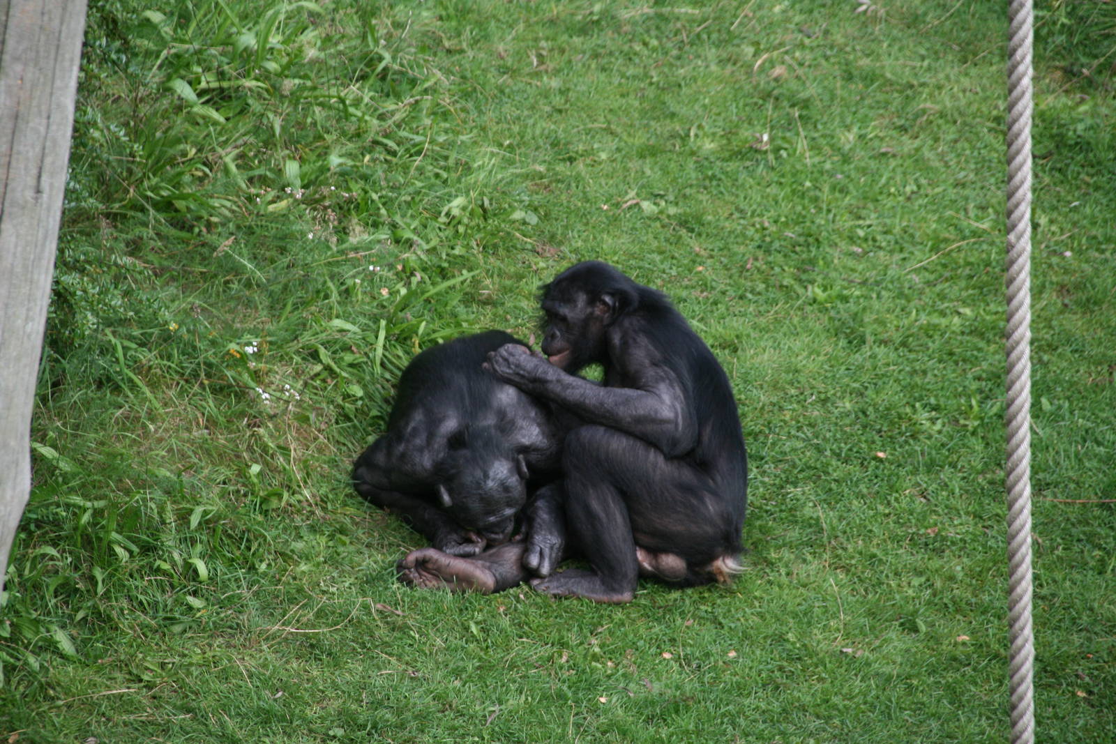 grooming bonobo's
