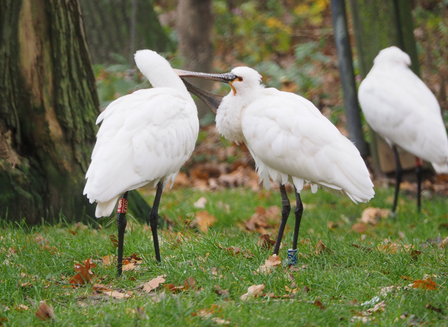 Grooming Eurasian spoonbills (Platalea leucorodia), 2021-11-23