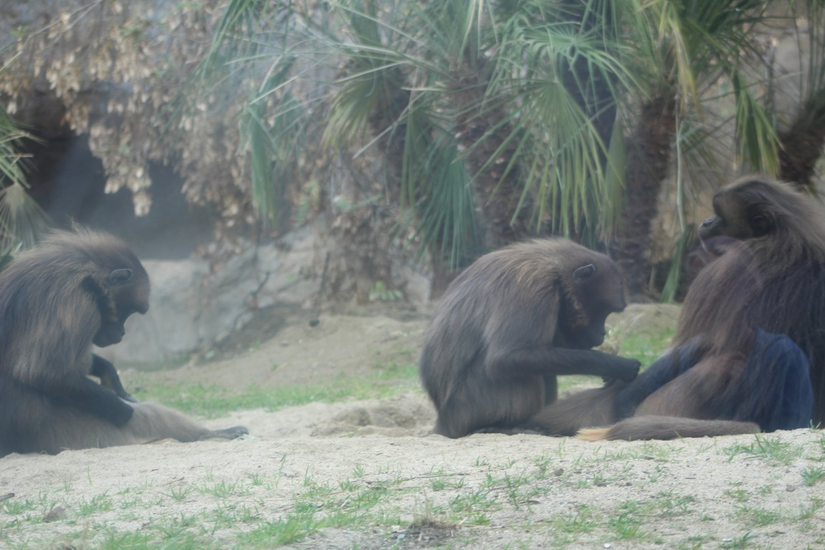 Grooming Geledas - Africa Rocks