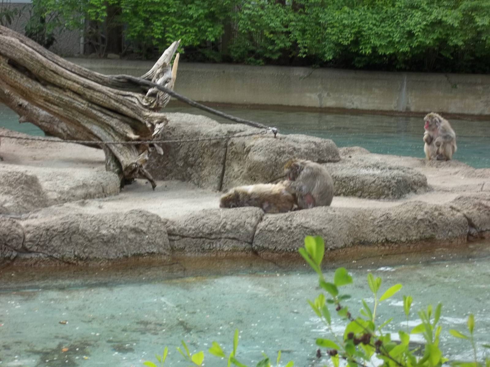 Grooming Japanese Macaques